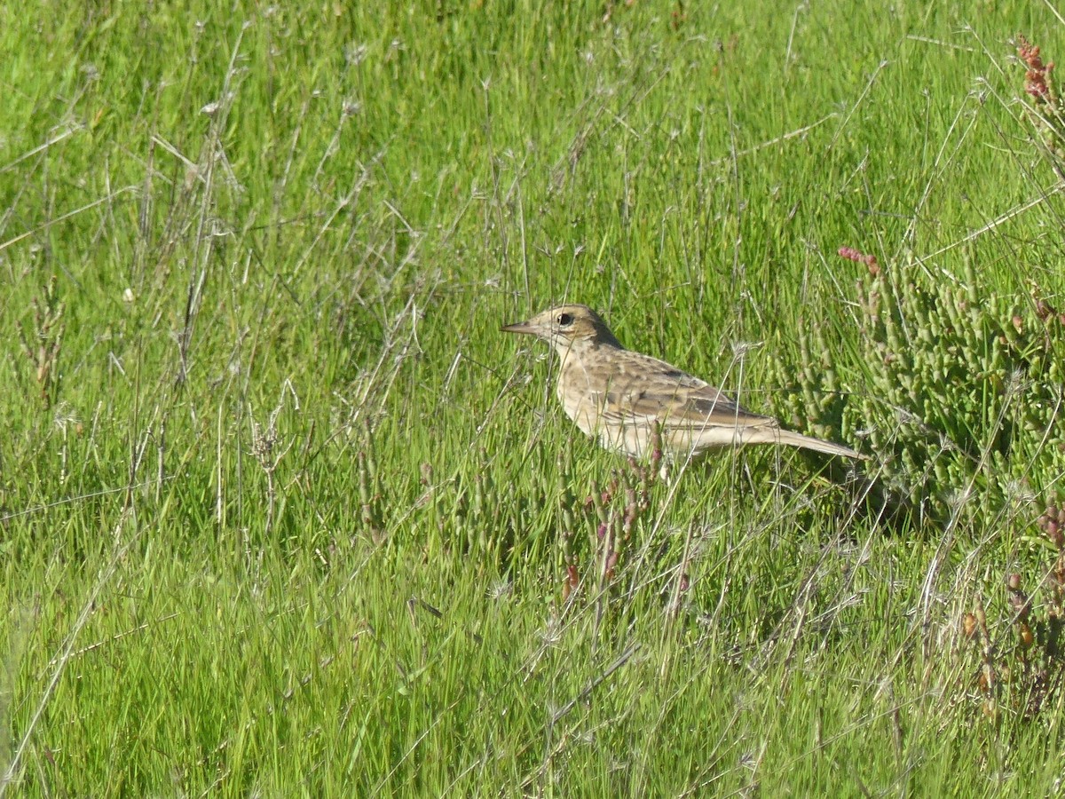 Richard's Pipit - ML646708767
