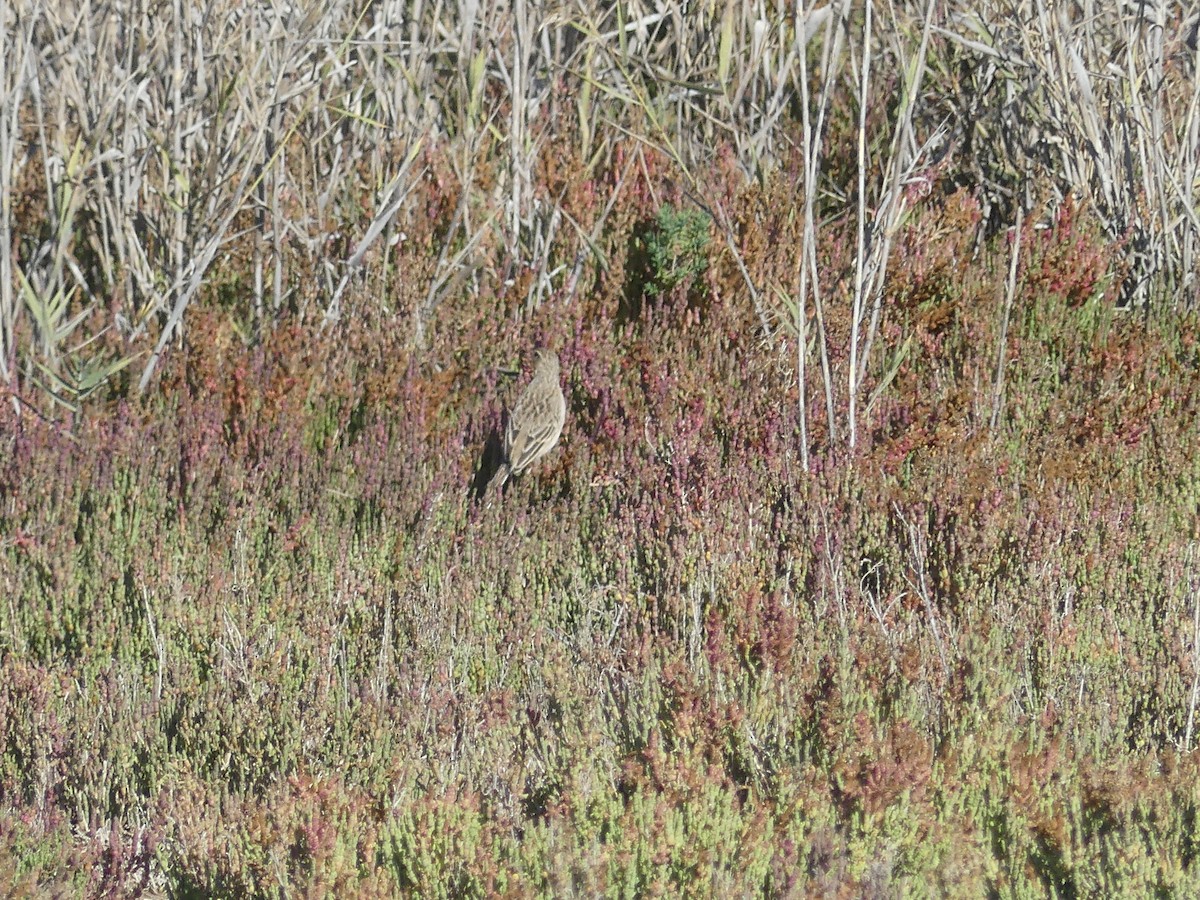 Richard's Pipit - ML646708769