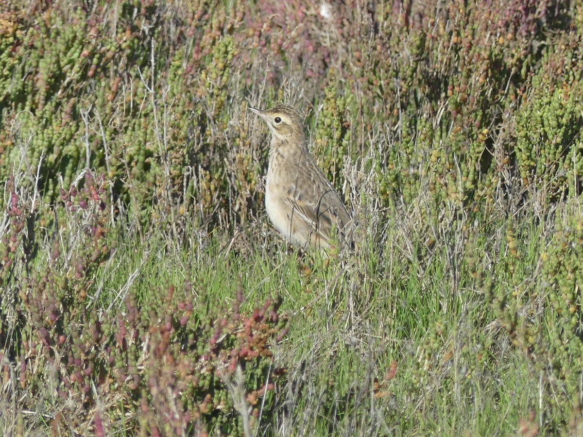 Richard's Pipit - ML646708770