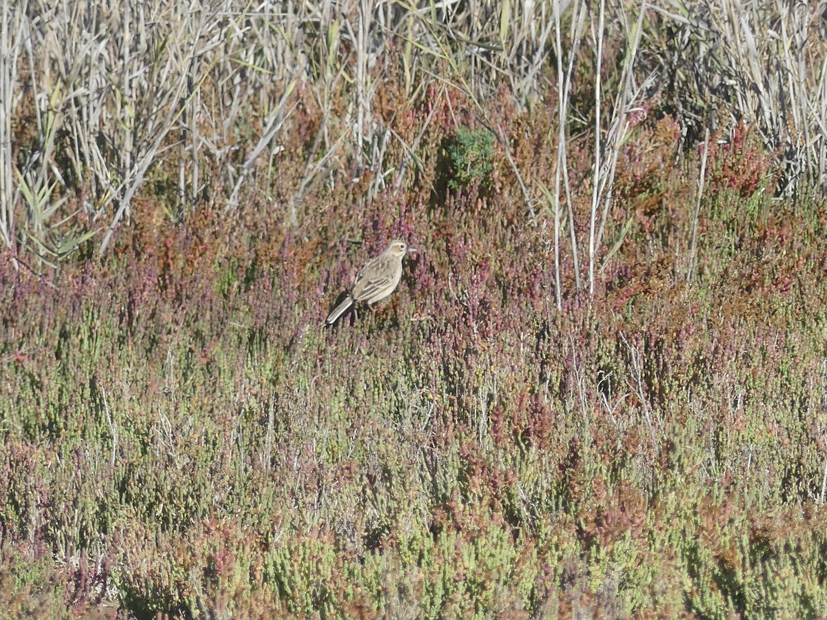 Richard's Pipit - ML646708773