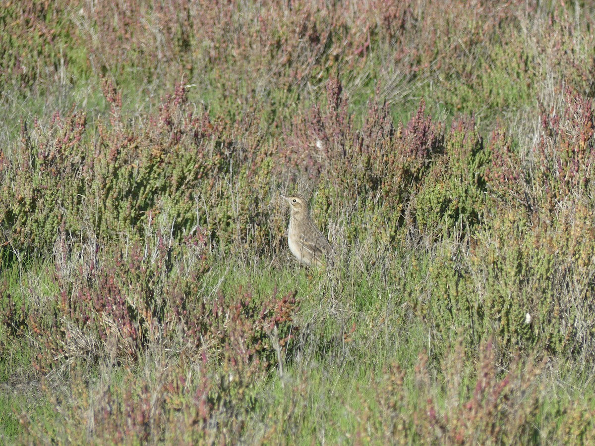 Richard's Pipit - ML646708774