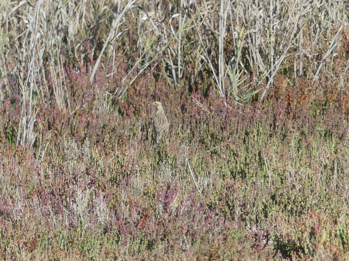 Richard's Pipit - ML646708777