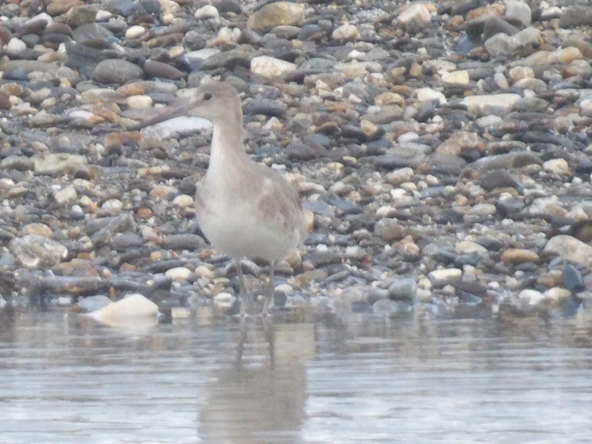 Willet - ML646708783