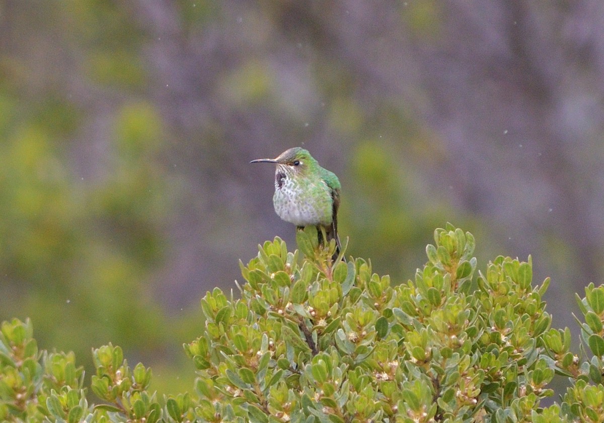 sylfa Viktoriina - ML646708785