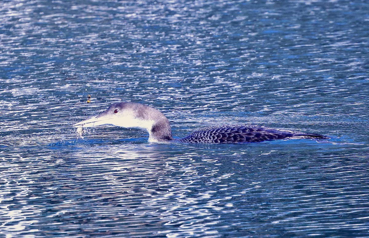 Common Loon - ML646708790