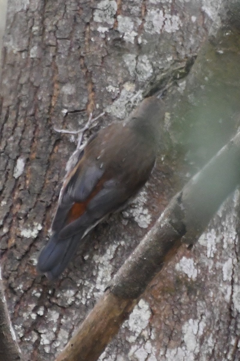 White-throated Treecreeper - ML646708792