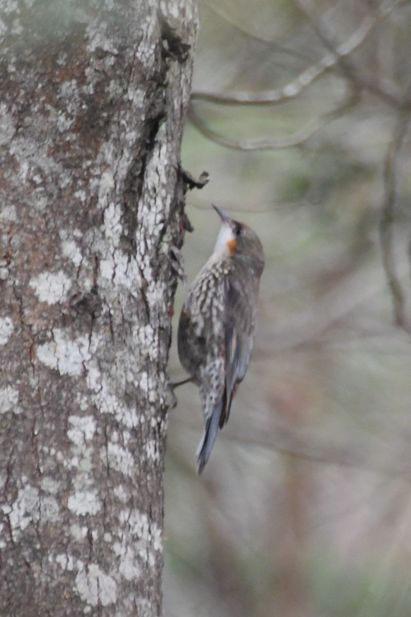 White-throated Treecreeper - ML646708793