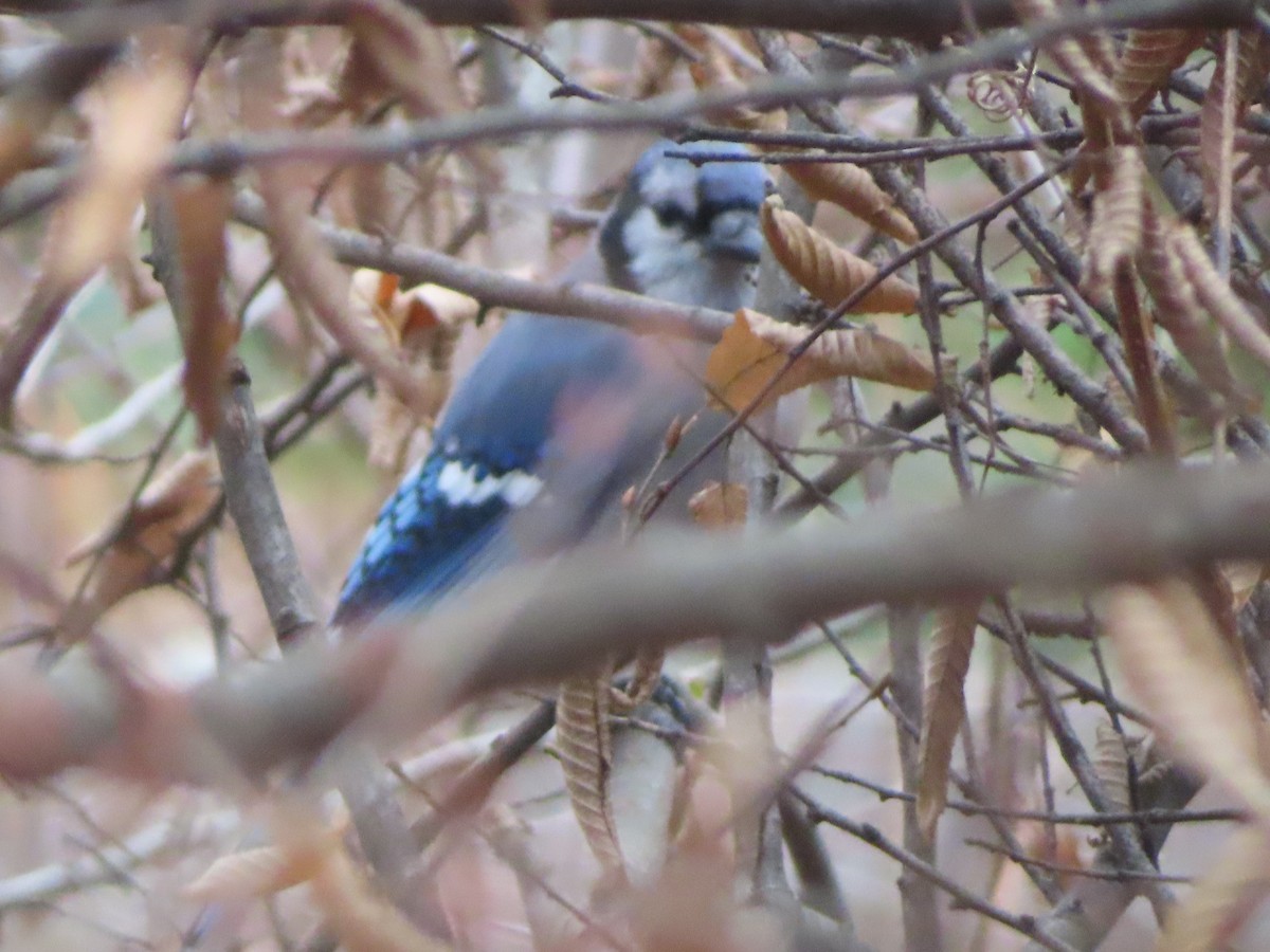 Chara Azul - ML646708794