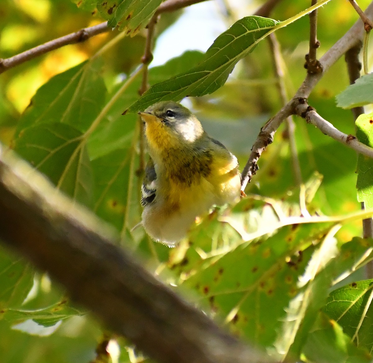 Northern Parula - ML646708795