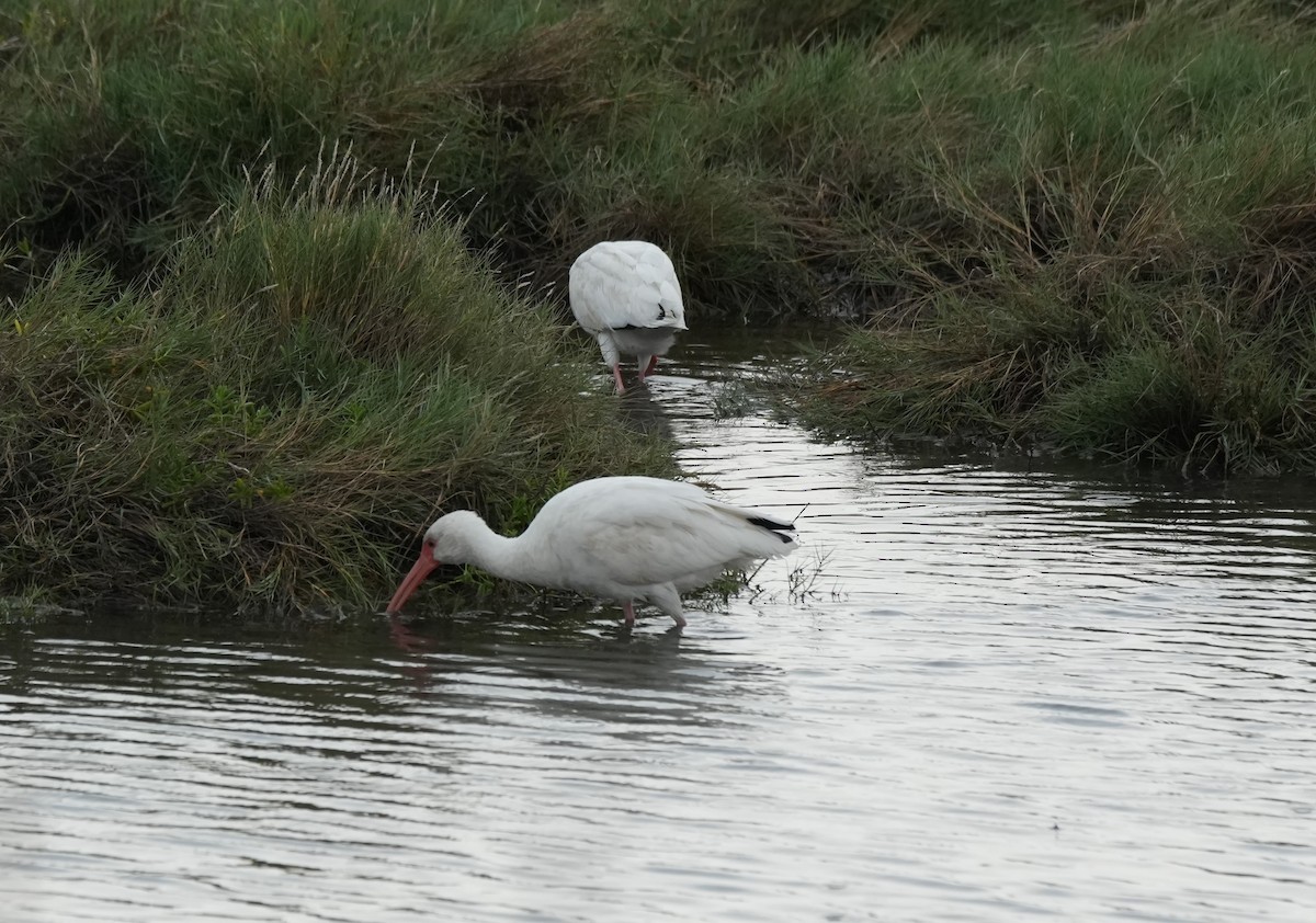 White Ibis - ML646708796