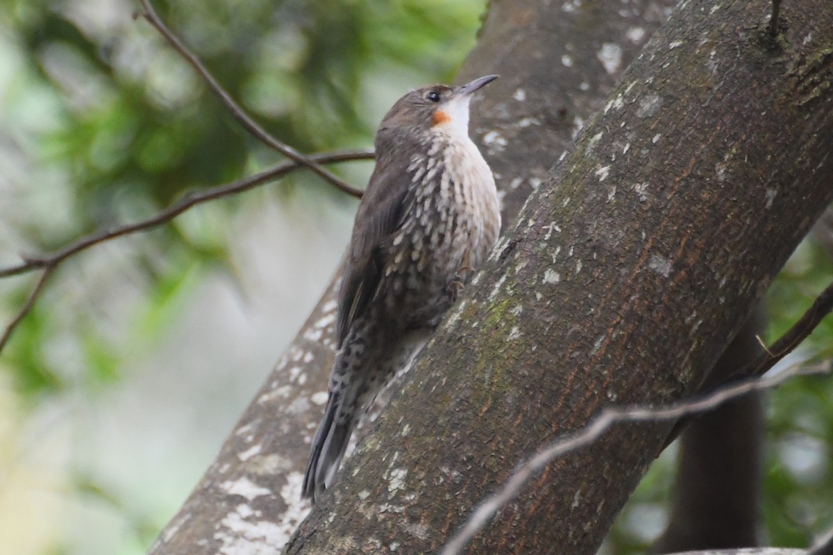 White-throated Treecreeper - ML646708797