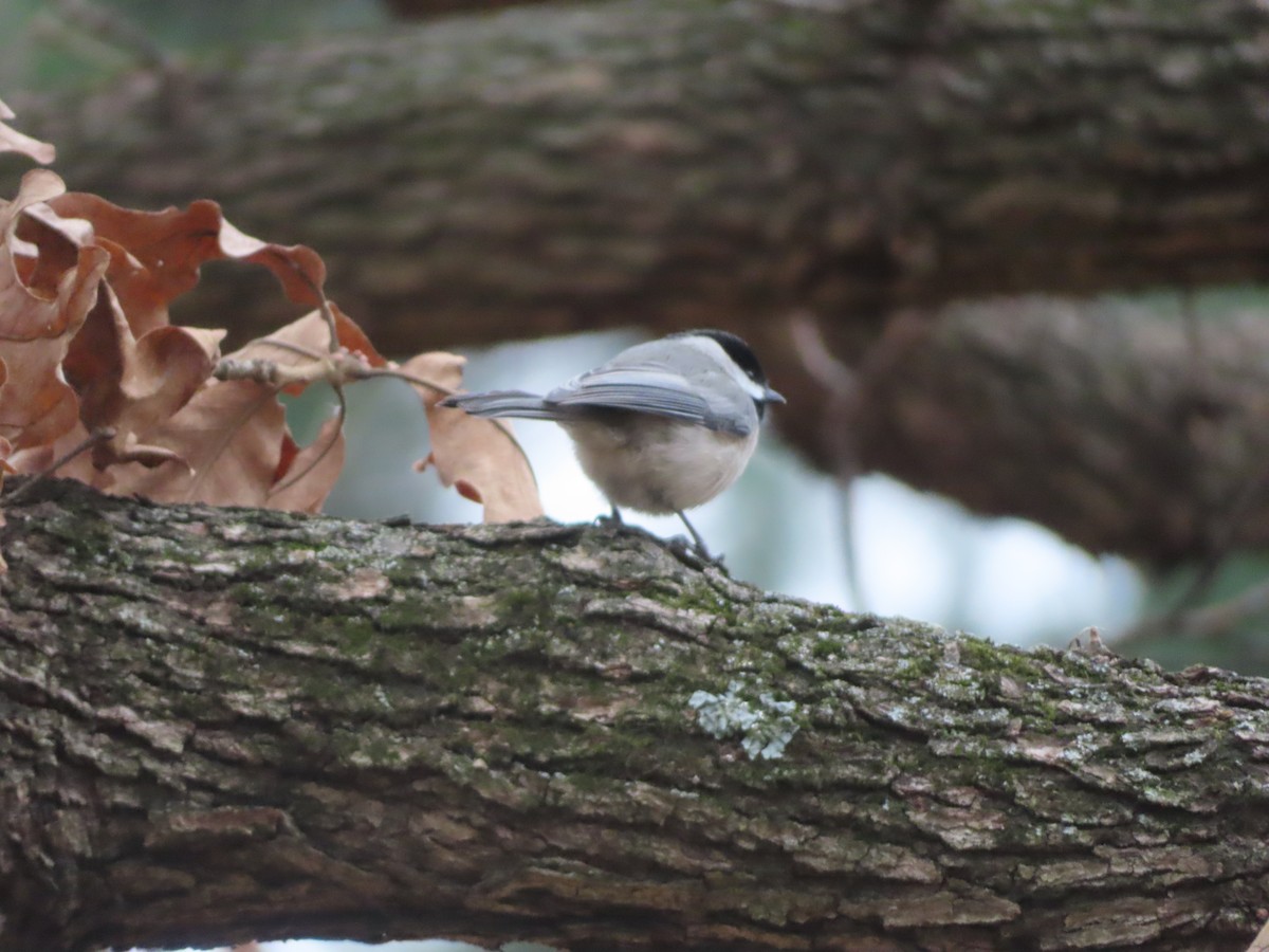 Carbonero de Carolina - ML646708798