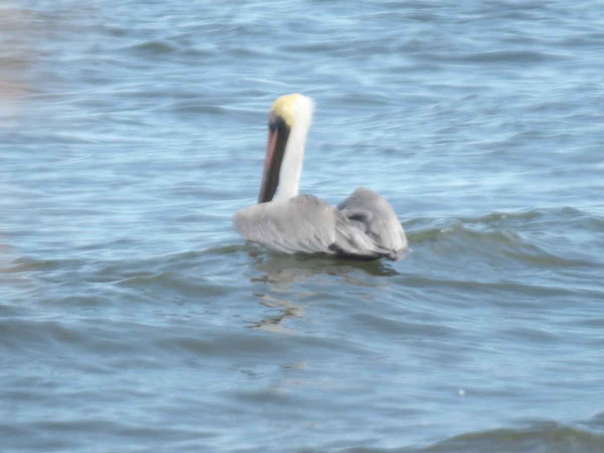Brown Pelican - ML646708800