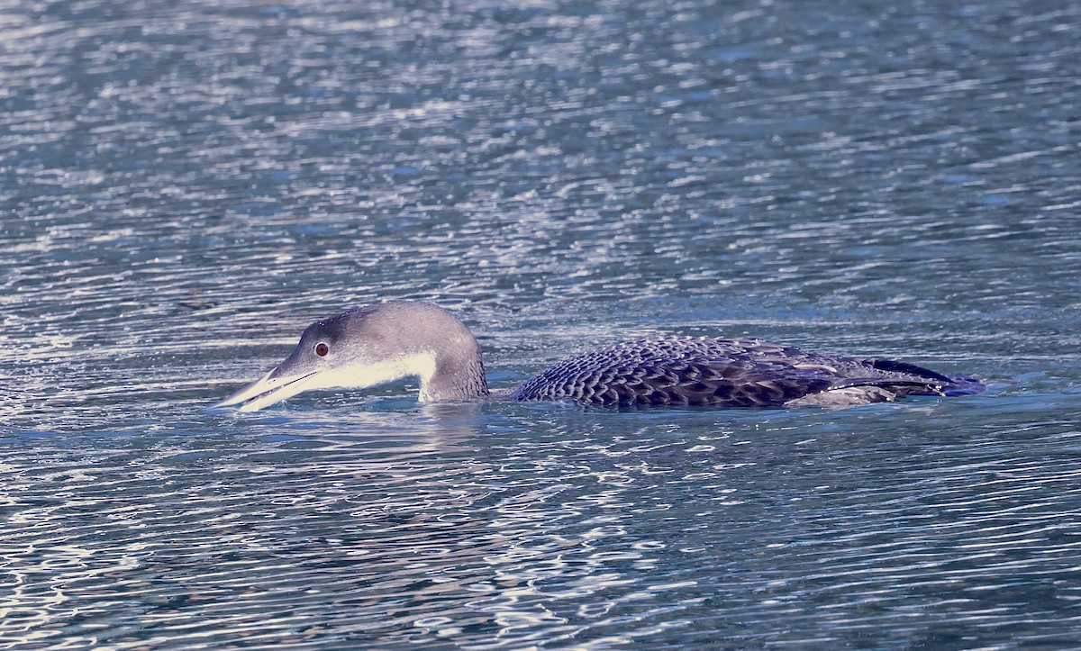 Common Loon - ML646708801