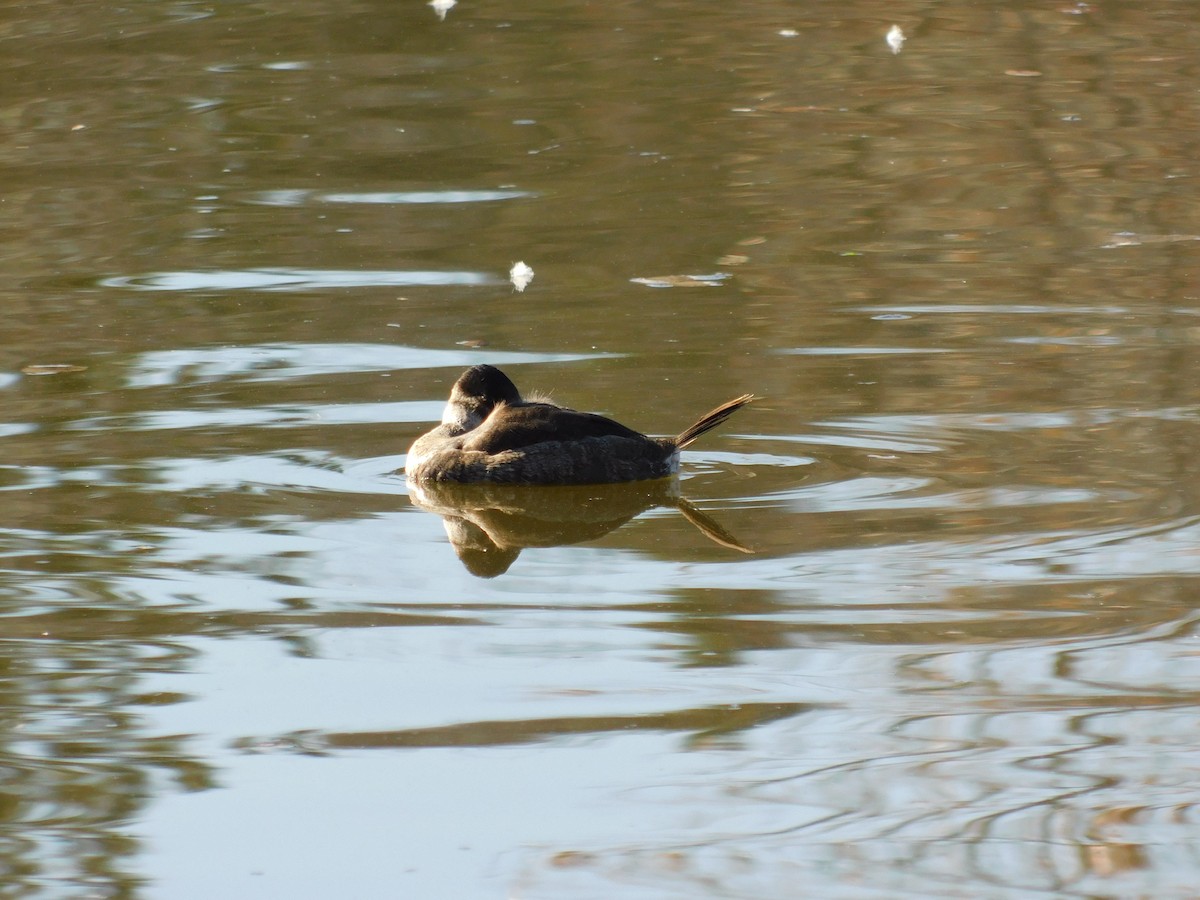 Schwarzkopf-Ruderente - ML646708804