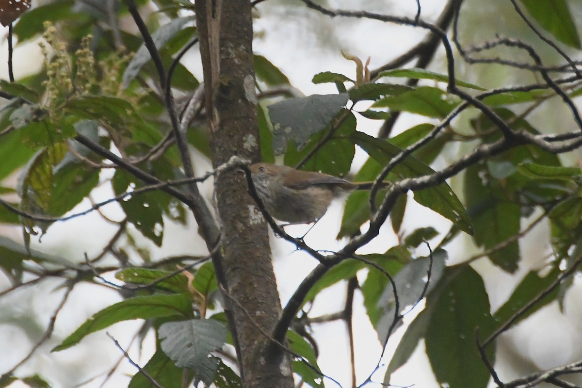 Brown Thornbill - ML646708809