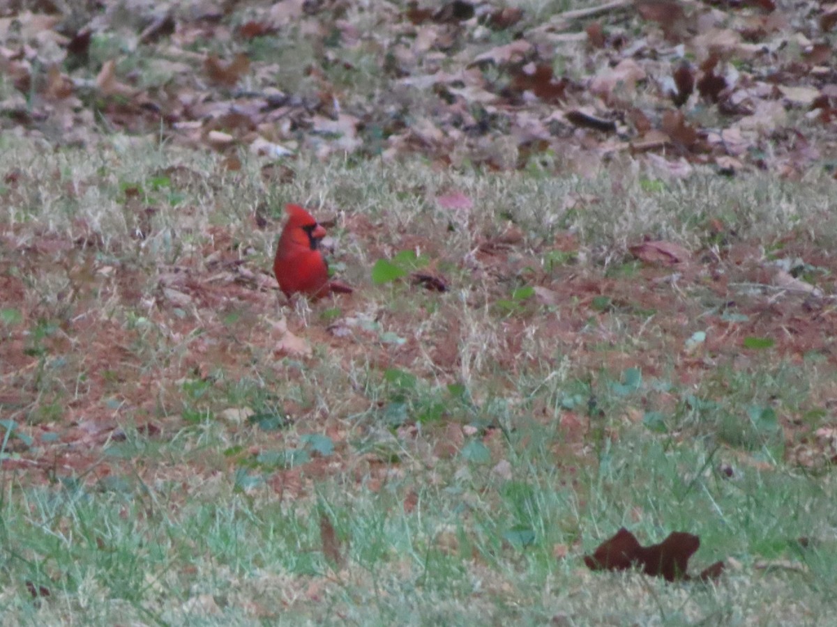 Cardenal Norteño - ML646708810