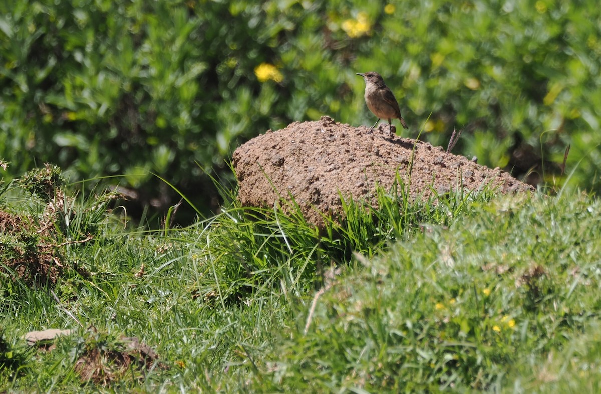 Almenschmätzer - ML646708811