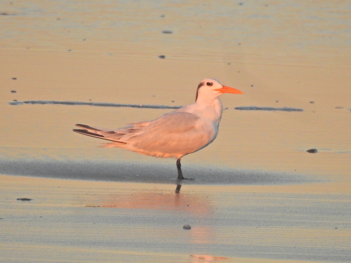 Royal Tern - ML646708813