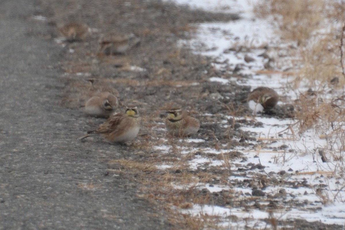 Horned Lark - ML646708818