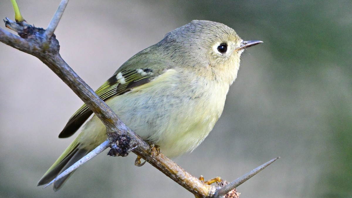 rubinfuglekonge - ML646708819