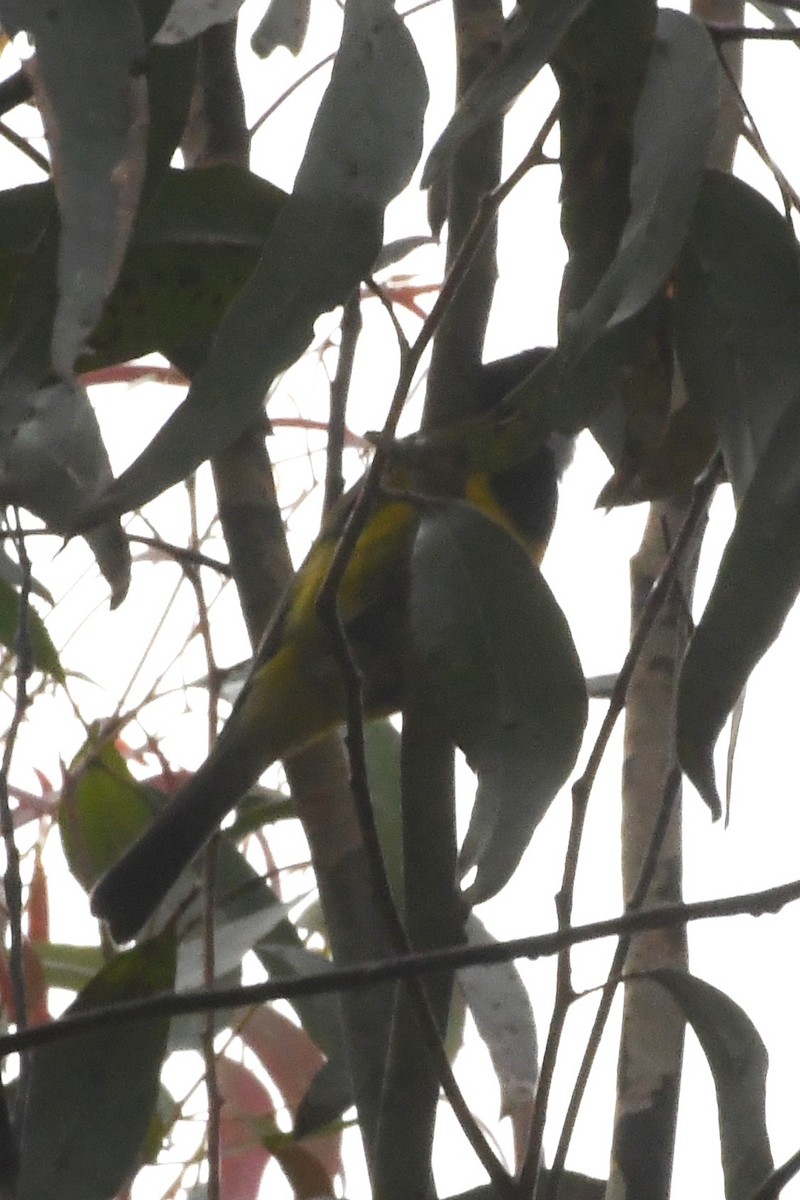 Golden Whistler (Eastern) - ML646708821