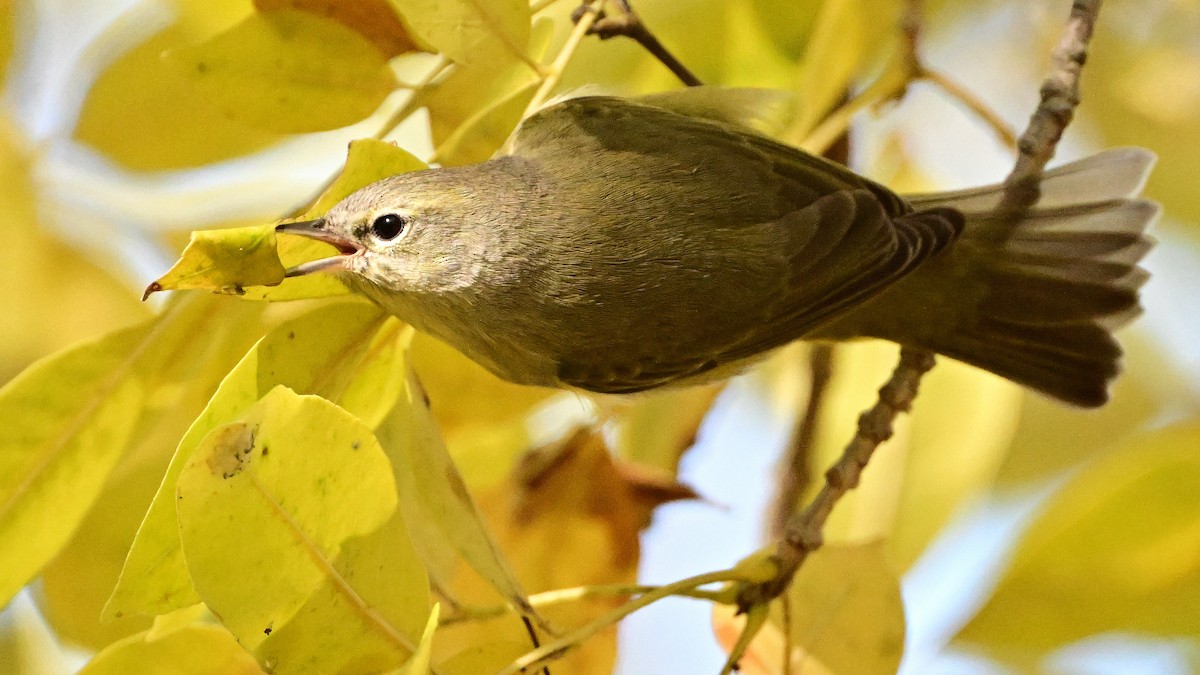 oransjekroneparula - ML646708827