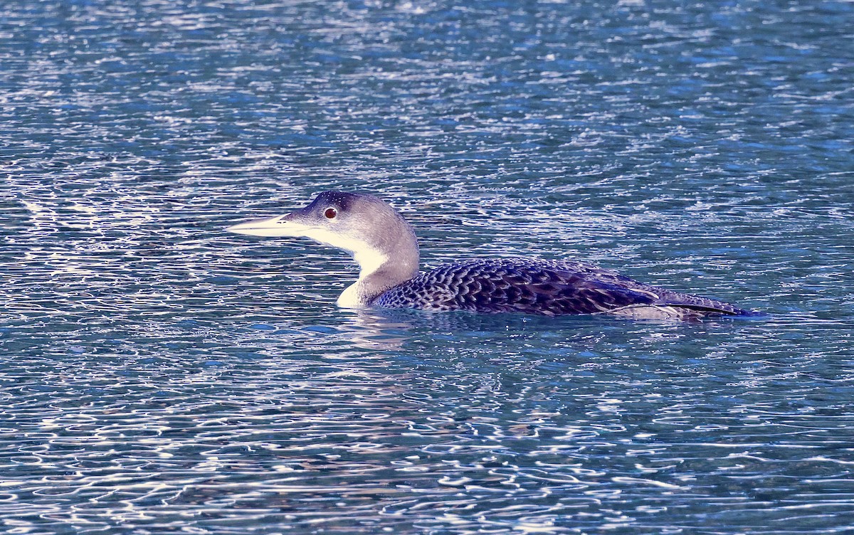 Common Loon - ML646708828