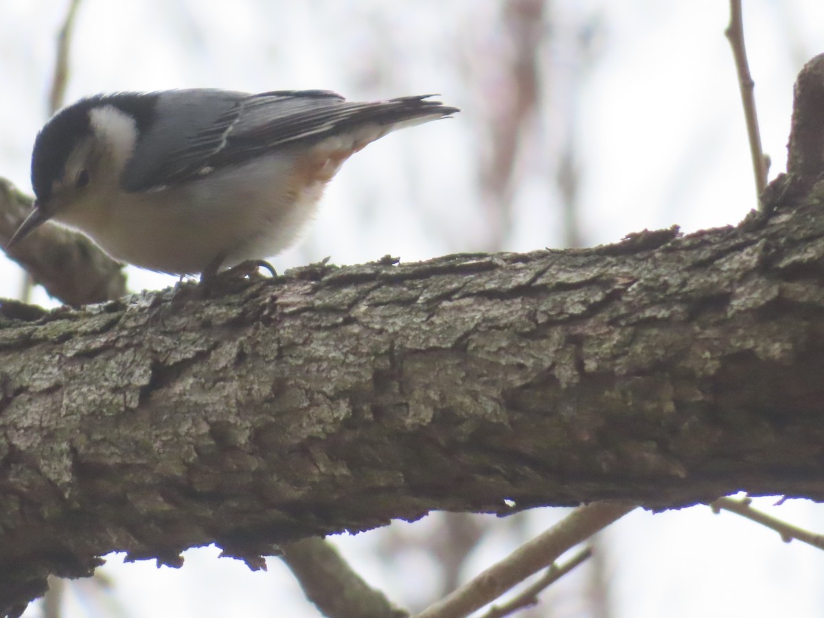 Trepador Pechiblanco - ML646708829