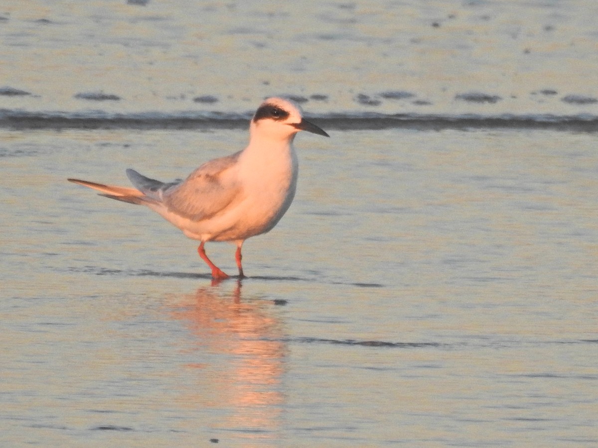 Forster's Tern - ML646708830