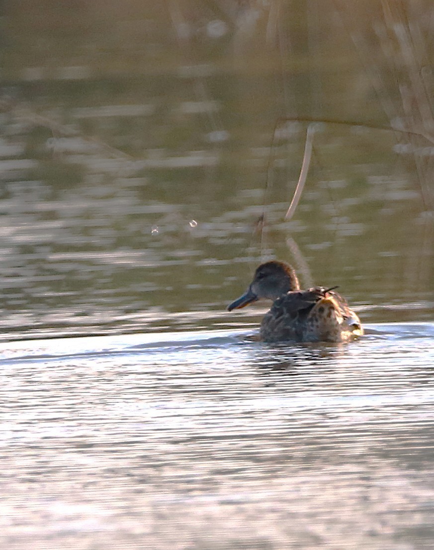 Zertzeta hegalurdina - ML646708831