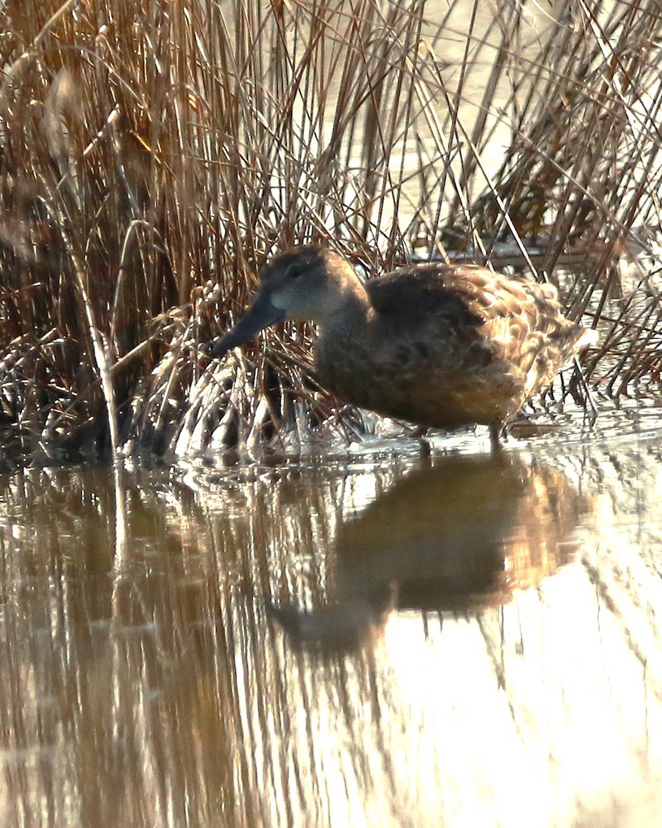 Zertzeta hegalurdina - ML646708832