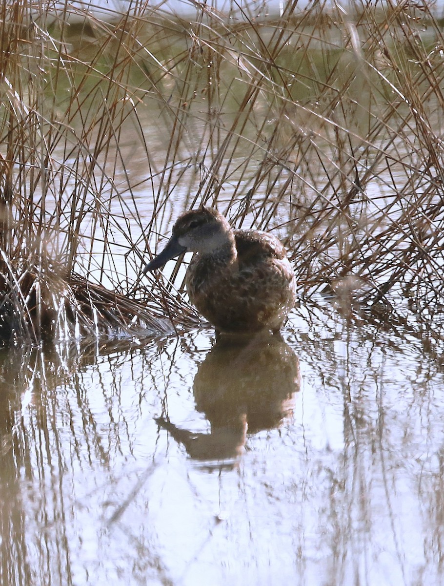 Zertzeta hegalurdina - ML646708833