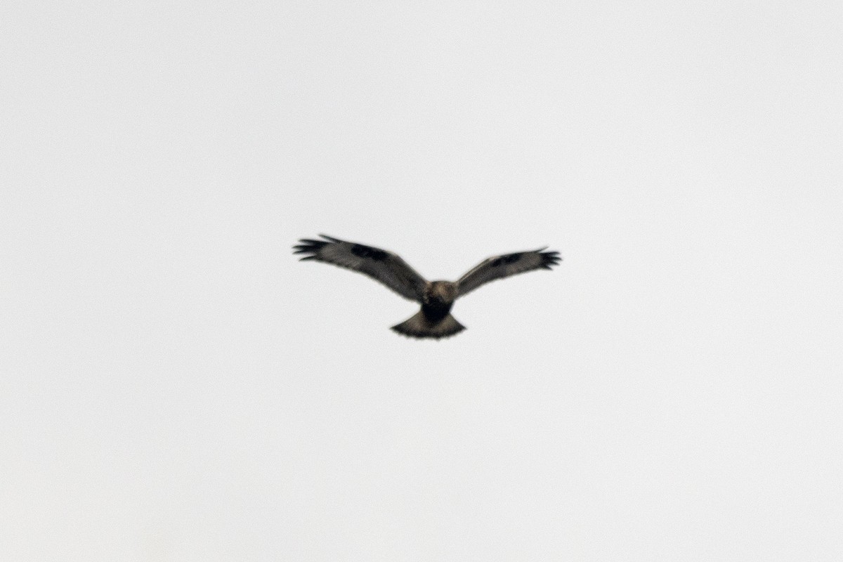 káně rousná - ML646708838