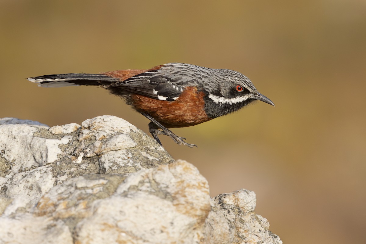 Cape Rockjumper - ML646708839