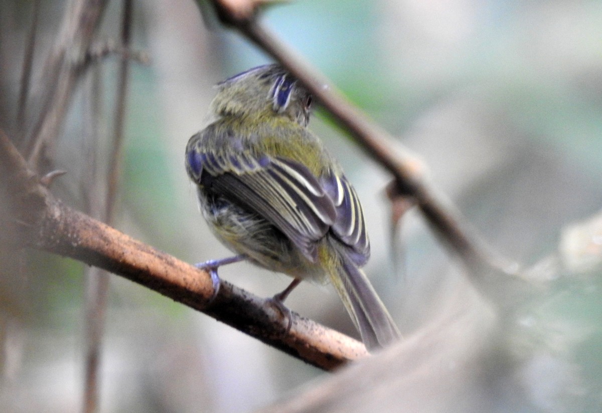 Long-crested Pygmy-Tyrant - ML646708840