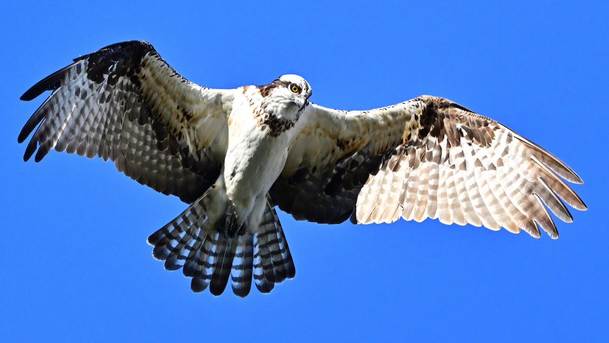 fiskeørn - ML646708841