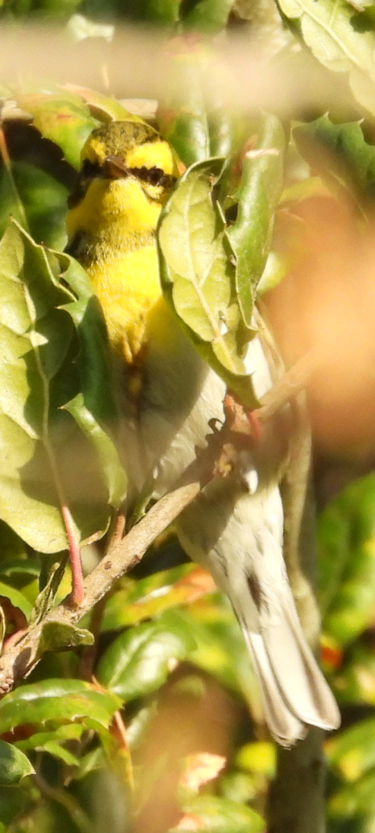 Townsend's Warbler - ML646708842