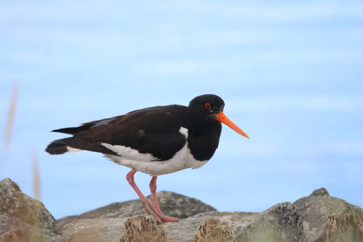 Eurasian Oystercatcher - ML646708844