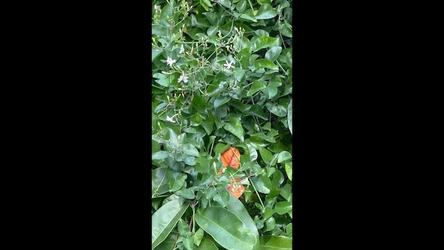 Колібрі-аметист багамський - ML646708845