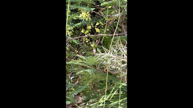 Колібрі-аметист багамський - ML646708846