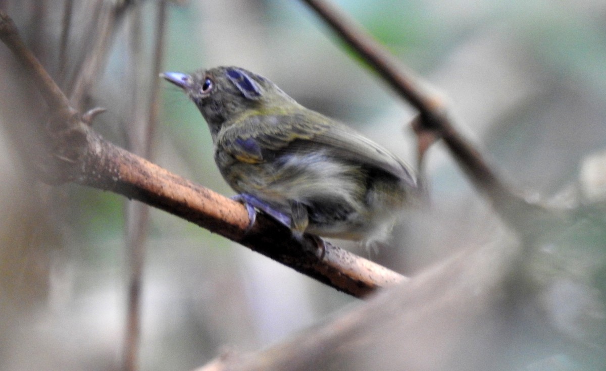 Long-crested Pygmy-Tyrant - ML646708847