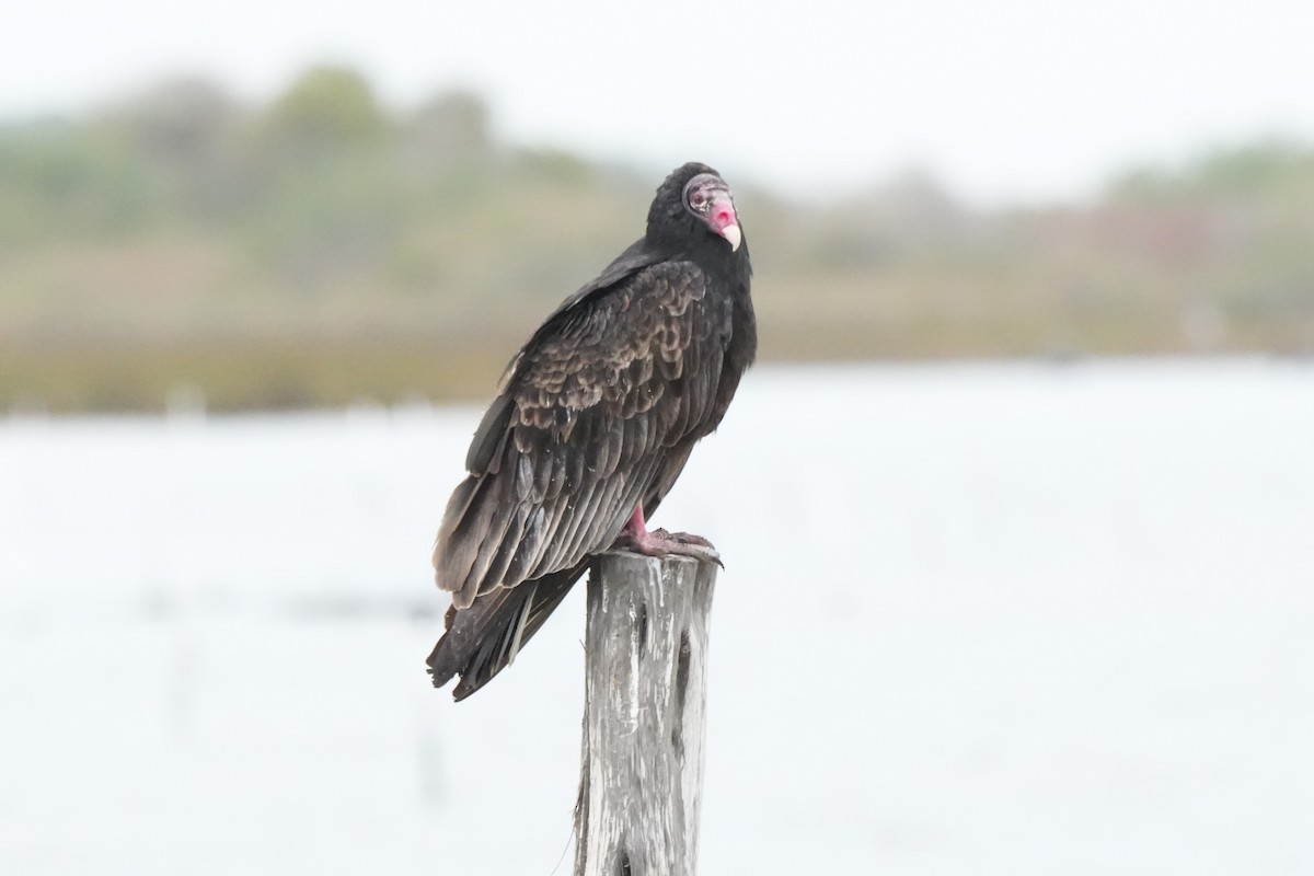 Turkey Vulture - ML646708848