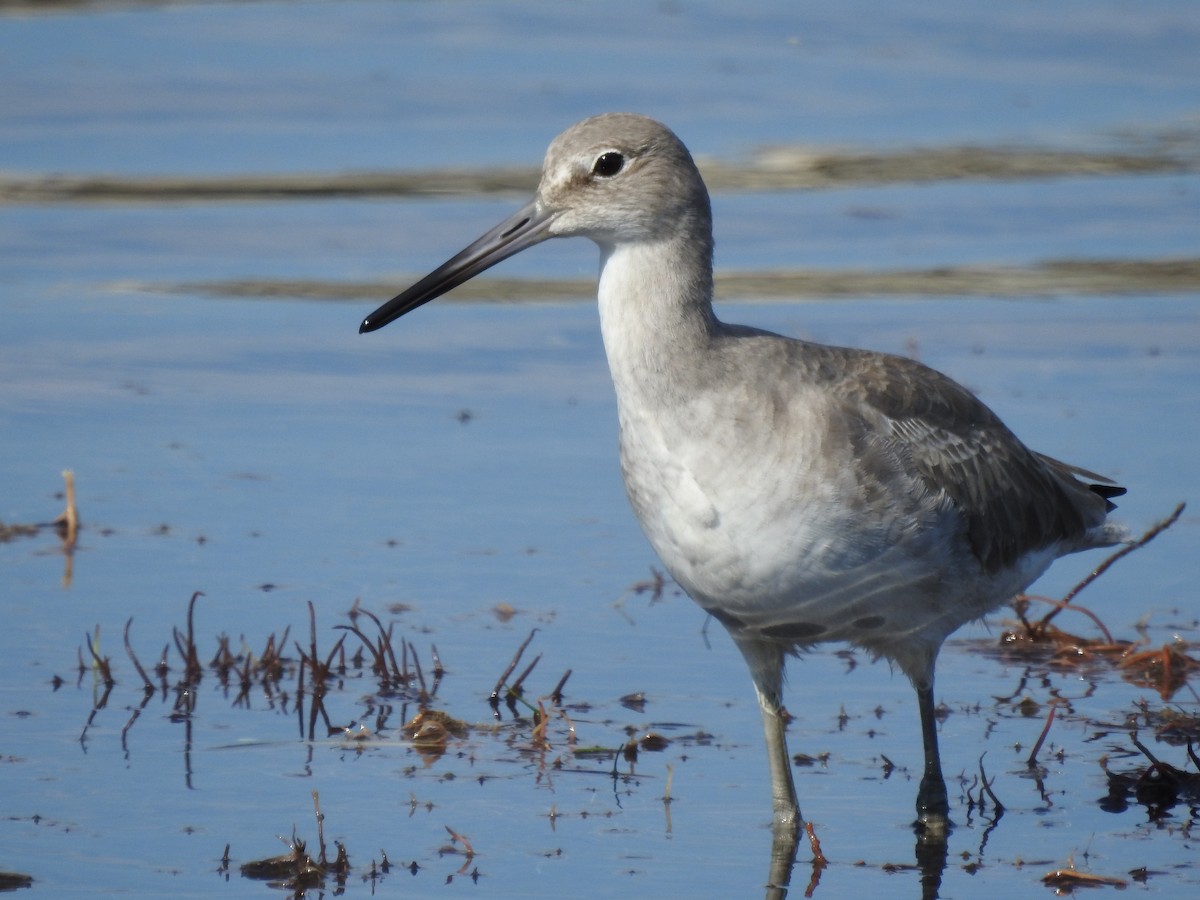 Willet - ML646708850