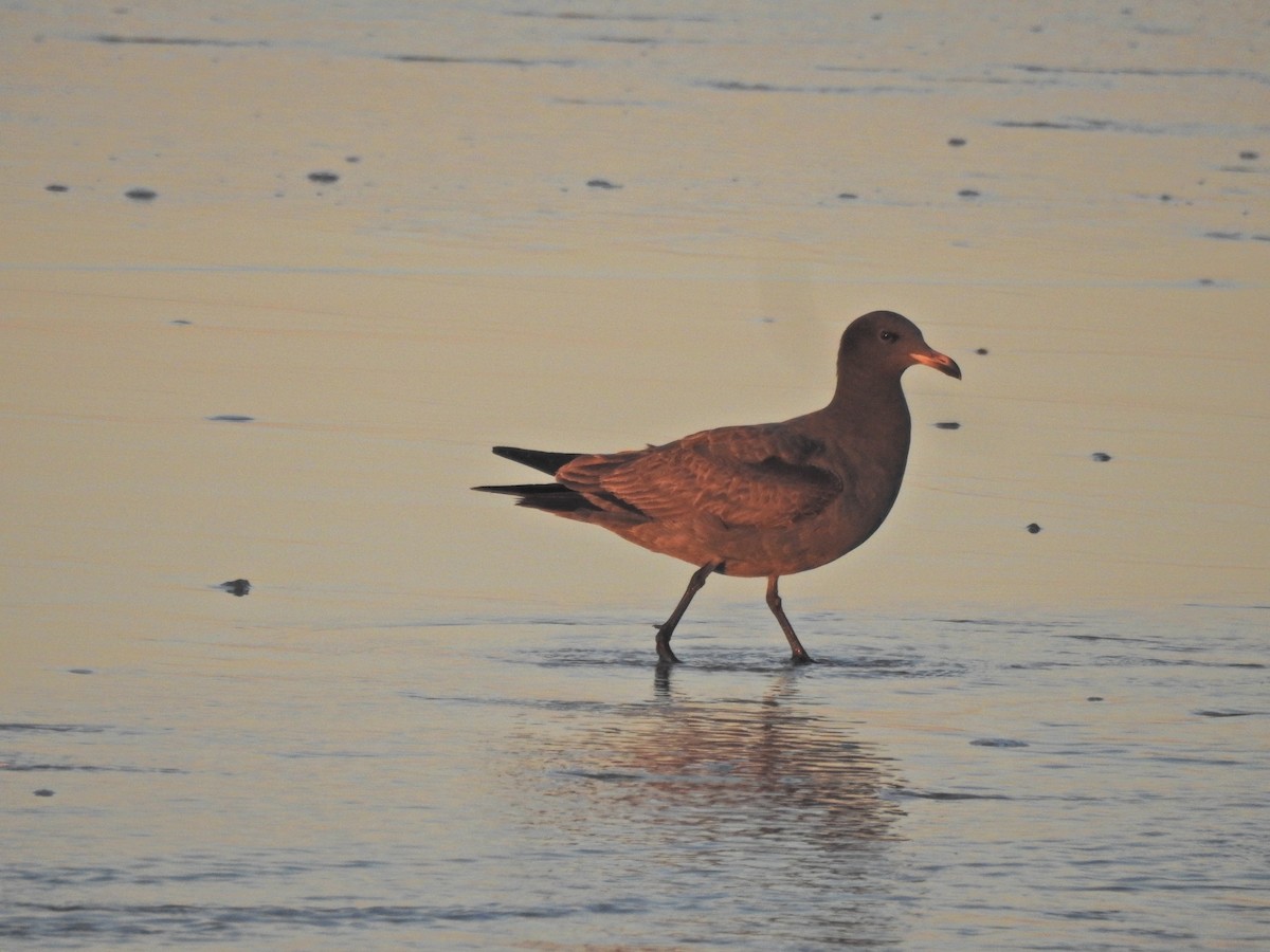 Heermann's Gull - ML646708851
