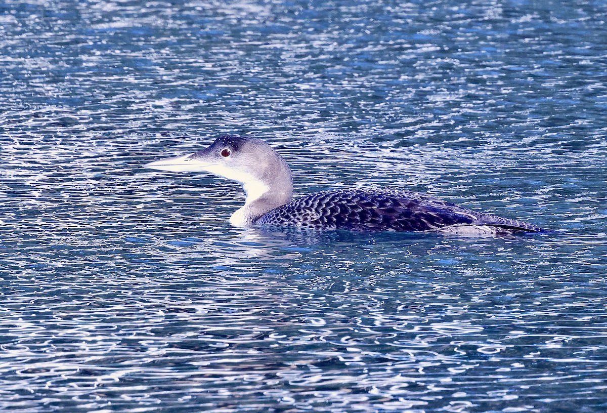 Common Loon - ML646708853