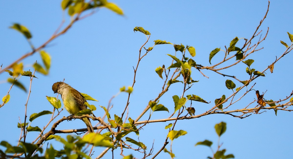 Variegated Flycatcher - ML646708858