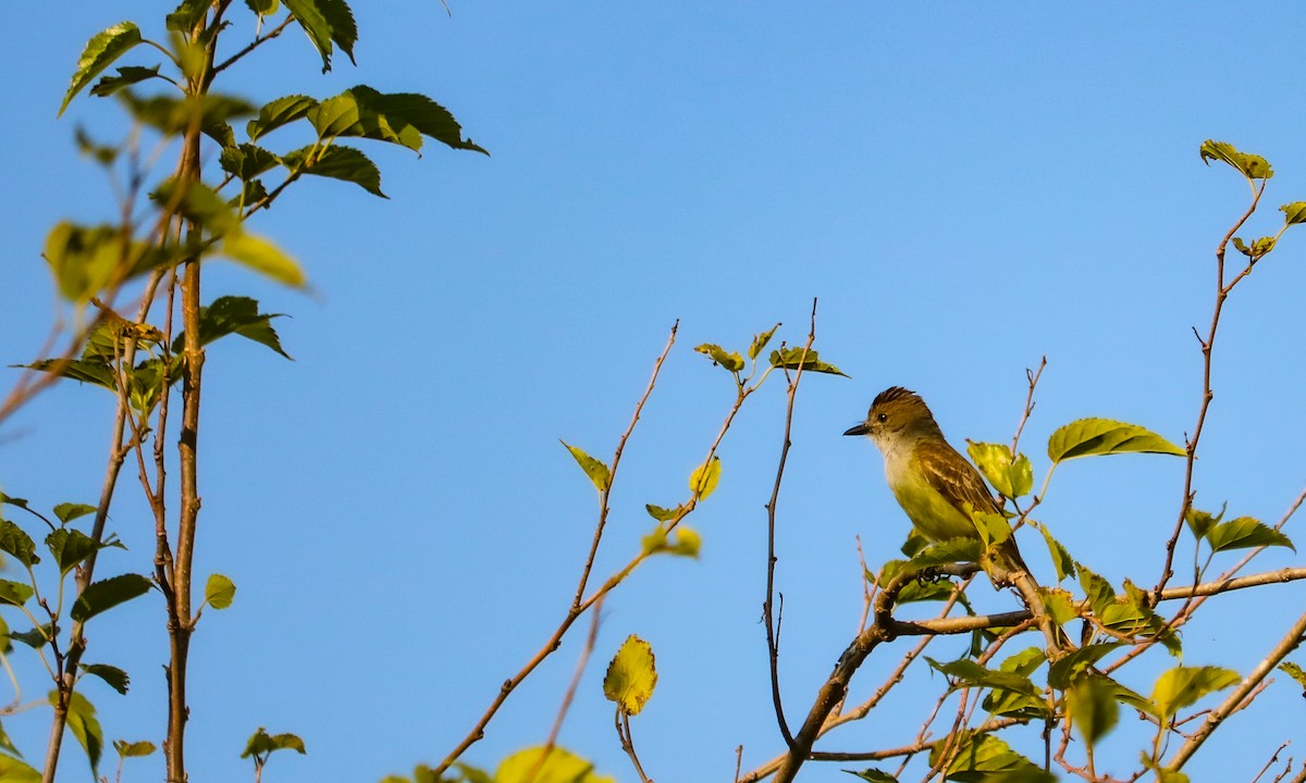 Variegated Flycatcher - ML646708859