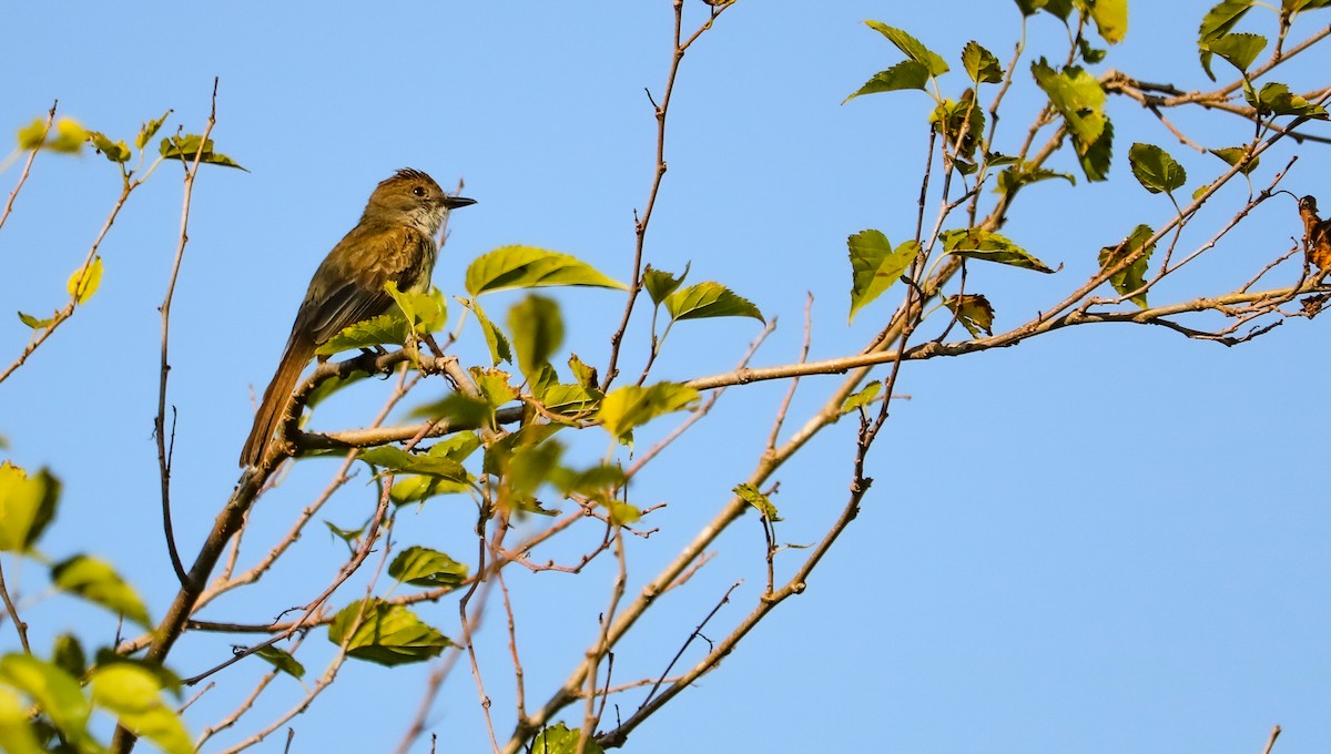 Variegated Flycatcher - ML646708860