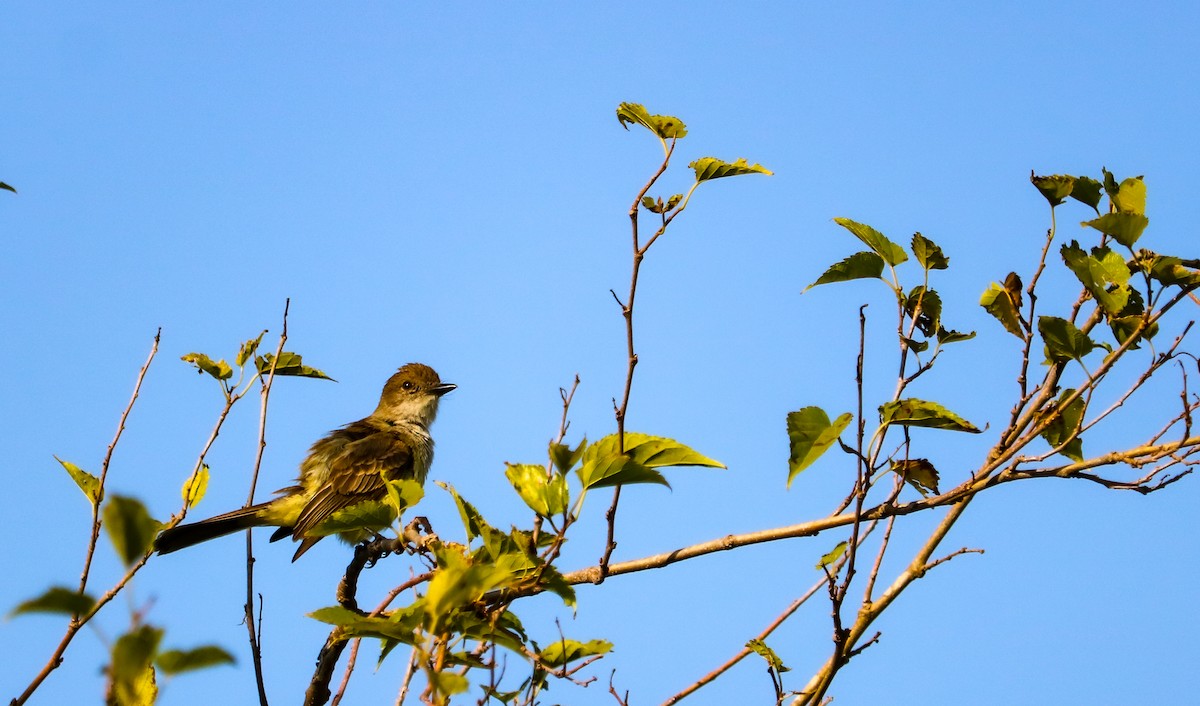 Variegated Flycatcher - ML646708861